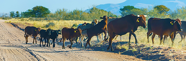 Namibijské hovězí